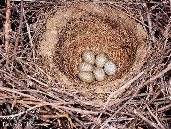 eggs nest Pica pica Magpie Elster Pie bavarde Urraca