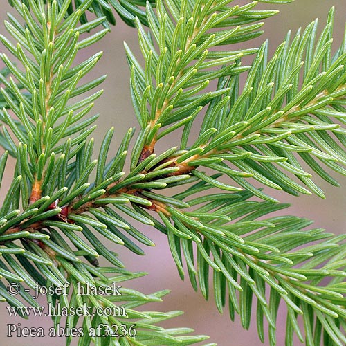Picea abies Abete rosso Spar Świerk pospolity Smreka Gran Norway Spruce