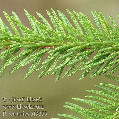 picea abies image