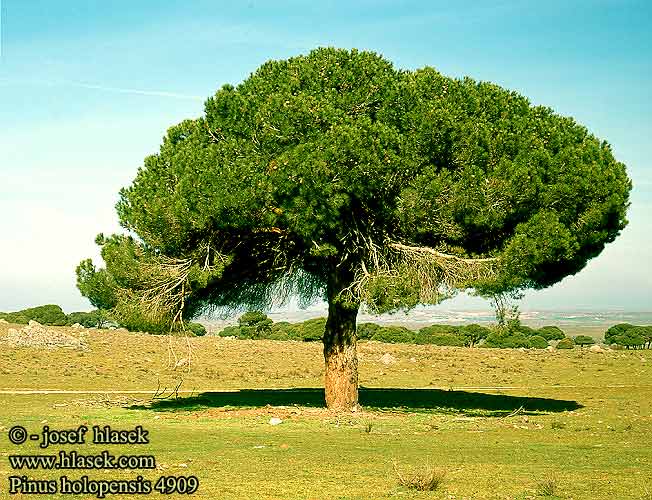 Pinus halepensis Aleppo pine Aleppofyr Pin d’Alep Aleppoden Aleppo-den