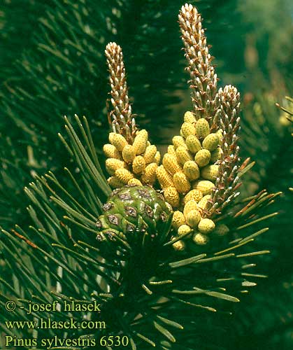 Pinus sylvestris Mänty metsämänty Pin sylvestre Grove den