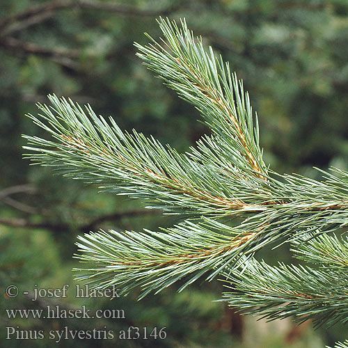 Pinus sylvestris Pino silvestre Erdeifenyő Erdei fenyő