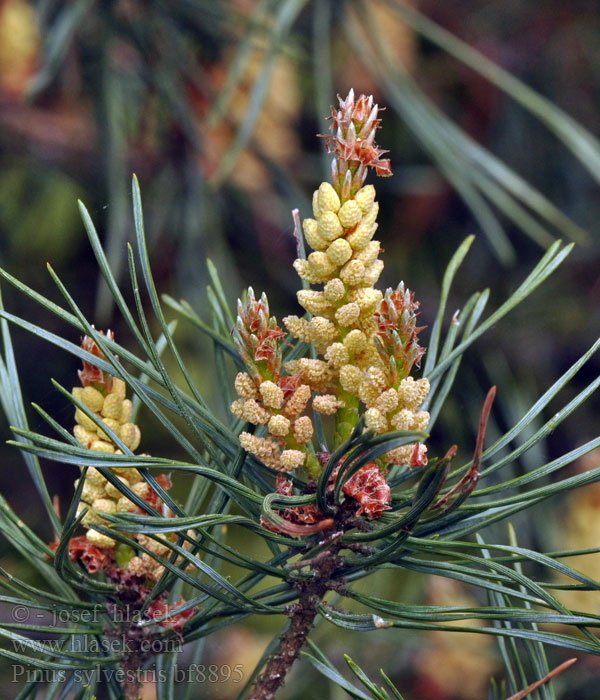 Pinus sylvestris Pin sylvestre