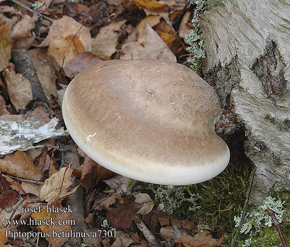 Piptopore betulineux Berkezwam Nyírfa tapló Birkenporling Porek brzozowy Brezovník obyčajný Březovník obecný Políporo abedul Björkticka Boletus suberosus Polyporus Knivkjuke Трутовик березовый Березовая губка Brezova odpadljivka 자작나무버섯 カンバタケ 桦滴孔提取物 Piptoporus betulinus Razorstrop Fungus Birkeporesvamp Pökkelökääpä