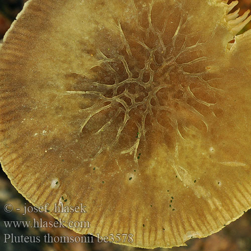 Pluteus thomsonii be3578