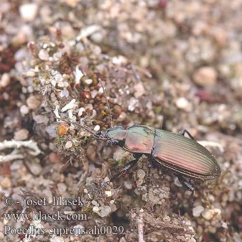 Kupferfarbener Buntgrabläufer Poecilus cupreus Pterostichus Střevlíček měděný