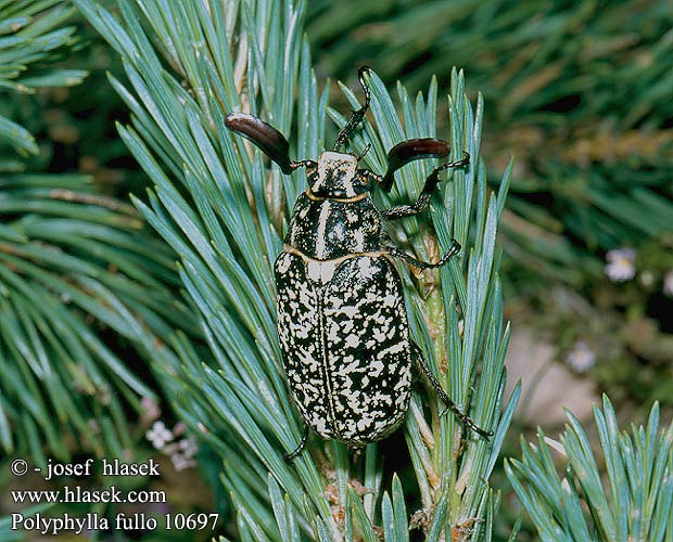 Polyphylla fullo 10697