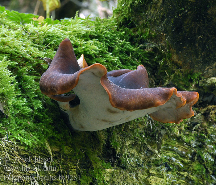 Polyporus badius Kastaniebrun stilkporesvamp