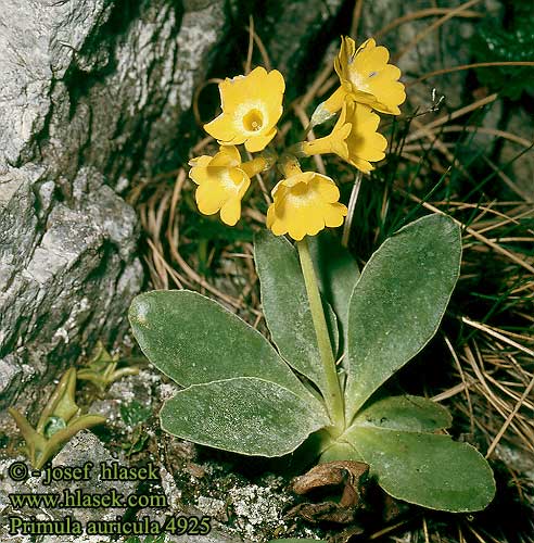 Primula auricula