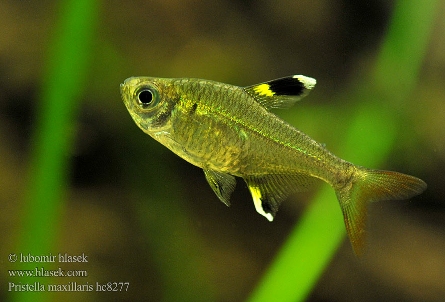 Pristella maxillaris Tetra průsvitná Golden Pristella Tetra Sternflecksalmler Áttetsző pontylazac プリステラ Pristellatetra Prystelka Tetra priesvitná Intiaaninsulka Пристелла Риддля Pristella 大顎細鋸脂鯉 Tetra Rayos