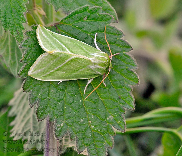 Zielonka ukośnica Green Silver-lines Pseudoips prasinana