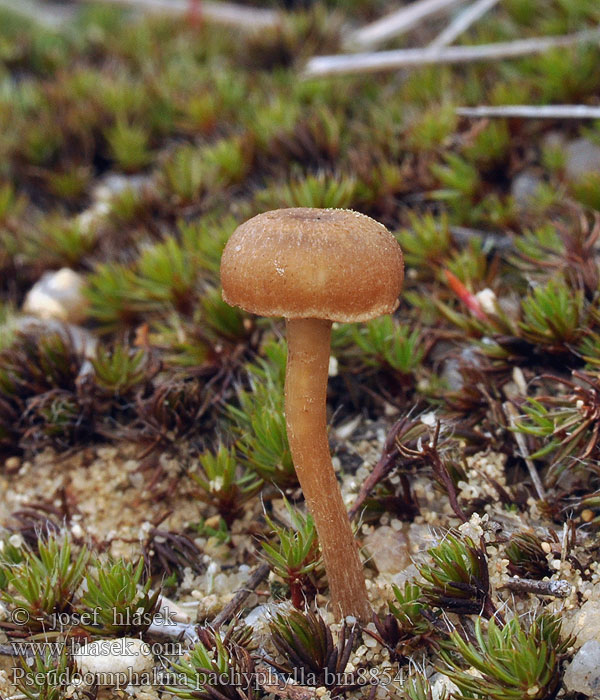 Pseudoomphalina pachyphylla Clitocybe Vahamalikka