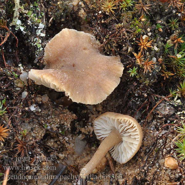 Clitocybe pachyphylla Clitocybe larges lames