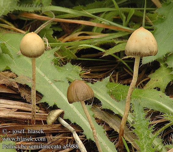 Psilocybe semilanceata Liberty Cap Spids nøgenhat Suippumadonlakki Psilo Puntig kaalkopje Hegyes badargomba Lándzsagomba Spitzkegeliger Kahlkopf Łysiczka lancetowata Holohlavec končistý Lysohlávka kopinatá Toppslätskivling Agaricus semilanceatus Spiss fleinsopp Полуланцетови́дная псилоци́бе Zašiljena gologlavka