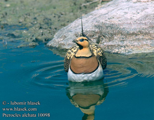 Pterocles alchata Pin-tailed Sandgrouse Spießflughuhn Ganga cata Ganga Común Stepokur krásný nádherný Spidshalet Sandhøne Witbuikzandhoen Jouhihietakyyhky Grandule Hvitbuksandhøne Vitbukig flyghöna Белобрюхий рябок シロハラサケイ القطاة الغطاطة Περιστερόκοτα Cortiçol-de-barriga-branca Білочеревий рябок Kılkuyruk Bağırtlak Başırtlak Kıl-kuyruk Step Tavuğu bağyrtlak קטה חדת-זנב Stepówka białobrzucha Stepiar bielobruchý Biserna stepska kokoška