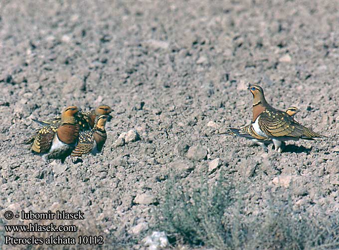 Pin-tailed Sandgrouse Spießflughuhn Ganga cata Común Stepokur krásný nádherný Spidshalet Sandhøne Witbuikzandhoen Jouhihietakyyhky Grandule Hvitbuksandhøne Vitbukig flyghöna Белобрюхий рябок シロハラサケイ القطاة الغطاطة Περιστερόκοτα Cortiçol-de-barriga-branca Білочеревий рябок Kılkuyruk Bağırtlak Başırtlak Kıl-kuyruk Step Tavuğu bağyrtlak קטה חדת-זנב Stepówka białobrzucha Stepiar bielobruchý Biserna stepska kokoška Pterocles alchata