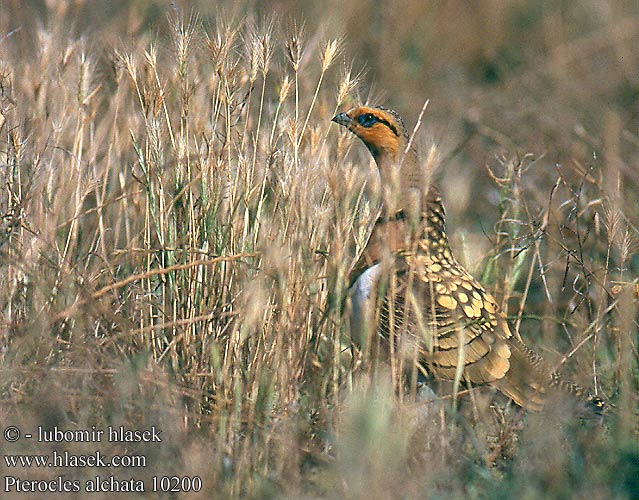 קטה חדת-זנב Stepówka białobrzucha Stepiar bielobruchý Biserna stepska kokoška Pterocles alchata Pin-tailed Sandgrouse Spießflughuhn Ganga cata Común Stepokur krásný nádherný Spidshalet Sandhøne Witbuikzandhoen Jouhihietakyyhky Grandule Hvitbuksandhøne Vitbukig flyghöna Белобрюхий рябок シロハラサケイ القطاة الغطاطة Περιστερόκοτα Cortiçol-de-barriga-branca Білочеревий рябок Kılkuyruk Bağırtlak Başırtlak Kıl-kuyruk Step Tavuğu bağyrtlak