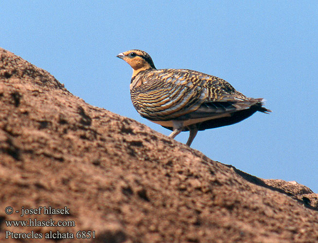 Pin-tailed Sandgrouse Spießflughuhn Ganga cata Común Stepokur krásný nádherný Spidshalet Sandhøne Witbuikzandhoen Jouhihietakyyhky Grandule Hvitbuksandhøne Vitbukig flyghöna Белобрюхий рябок シロハラサケイ القطاة الغطاطة Περιστερόκοτα Cortiçol-de-barriga-branca Білочеревий рябок Kılkuyruk Bağırtlak Başırtlak Kıl-kuyruk Step Tavuğu bağyrtlak קטה חדת-זנב Stepówka białobrzucha Stepiar bielobruchý Biserna stepska kokoška Pterocles alchata