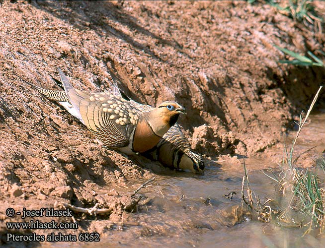 Biserna stepska kokoška Pterocles alchata Pin-tailed Sandgrouse Spießflughuhn Ganga cata Común Stepokur krásný nádherný Spidshalet Sandhøne Witbuikzandhoen Jouhihietakyyhky Grandule Hvitbuksandhøne Vitbukig flyghöna Белобрюхий рябок シロハラサケイ القطاة الغطاطة Περιστερόκοτα Cortiçol-de-barriga-branca Білочеревий рябок Kılkuyruk Bağırtlak Başırtlak Kıl-kuyruk Step Tavuğu bağyrtlak קטה חדת-זנב Stepówka białobrzucha Stepiar bielobruchý