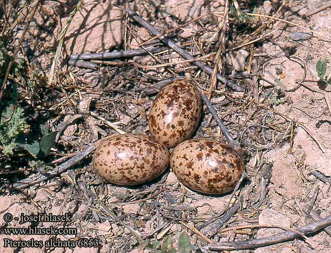 Pterocles alchata 6853