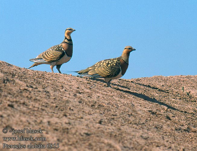 Pterocles alchata 6855