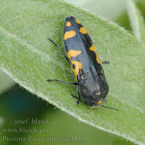 Ptosima flavoguttata ae4816 UK: metalic wood-boring beetle FI: Nirhakauniainen HU: Sokfoltos díszbogár DE: Schlehen-Prachtkäfer Punktschild-Prachtkäfer CZ: Krasec žlutoskvrnný SYN: undecimmaculata