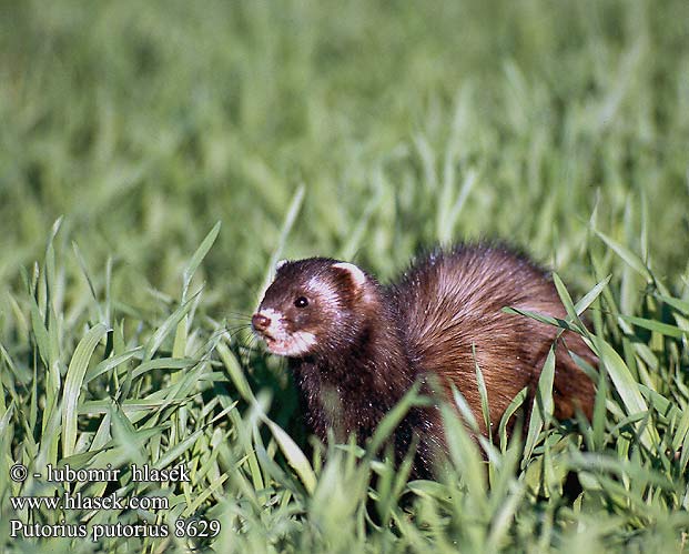 Putorius putorius Mustela European Polecat Ilder Hilleri Putois Bunzing Puzzola Europäische Iltis Tchor tmavý Tchoř tmavý Turón Iller Fura Черен пор Turó comú Хура пăсара Tuhkur Putoro ქრცვინი Juodasis šeškas Közönséges görény Ilder Tchórz zwyczajny Tourão Лесной хорёк Ulk Evropski dihur Hilleri Лісовий тхір Vexhåd אילטיס