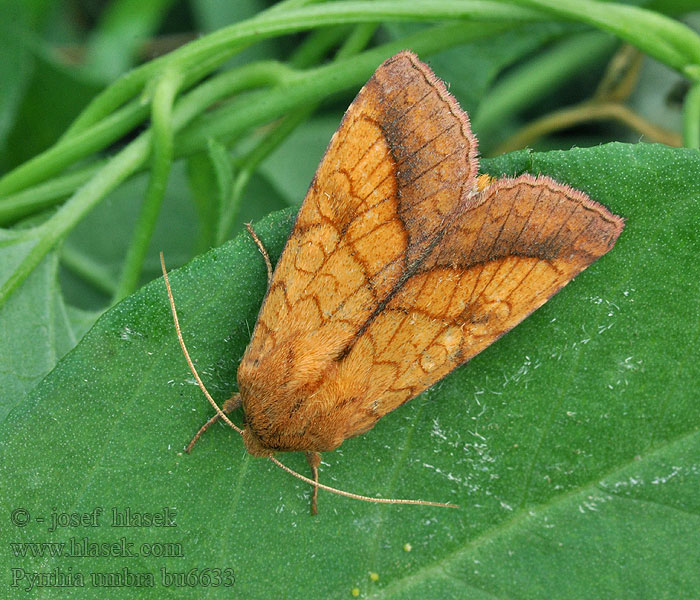 Pique-bouton rosier Oranje-o-vlinder Pyrrhia umbra
