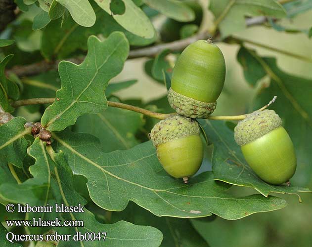 Quercus robur Stilk-Eg Stilkeg Common Oak Pedunculate