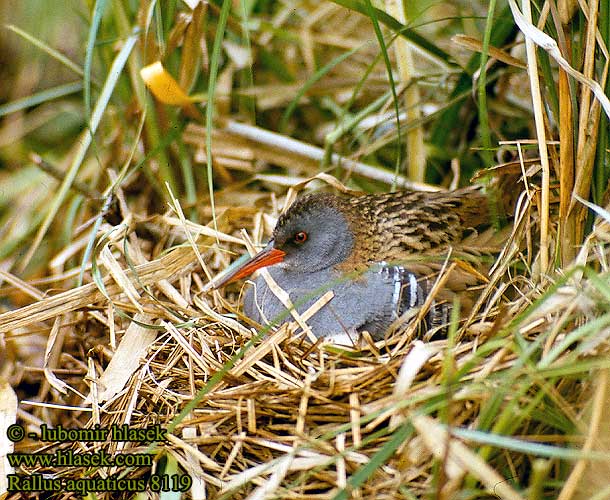 Rallus aquaticus UK: Water Rail DE: Wasseralle FR: Rale d'eau ES: Rascn Europeo CZ: chstal vodn DK: Vandrikse NL: Waterral PL: Wodnik IT: Porciglione FI: Luhtakana HU: Guvat SE: Vattenrall NO: Vannrikse TR: sukylavuzu SK: chriatel vodn PT: Frango-de-gua LV: Zeltgalvitis EE: Rooruik