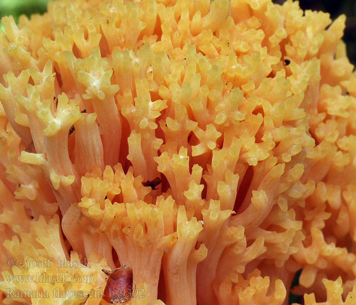 Ramaria flavescens Gelbliche Koralle