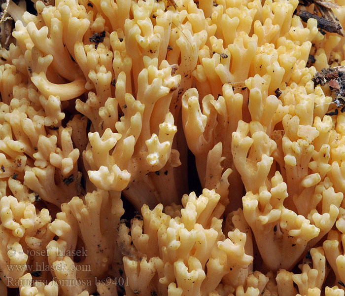 Fraaie koraalzwam Koralówka strojna Gałęziak strojny