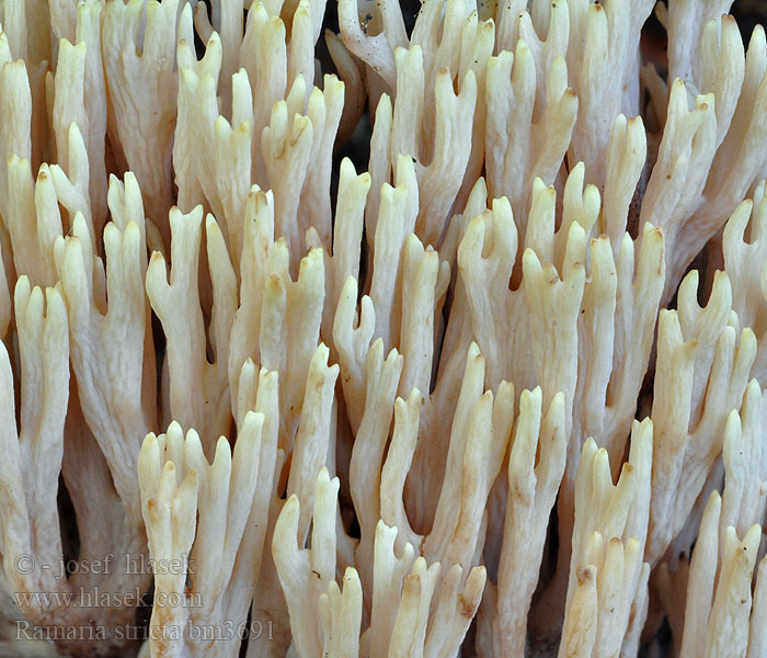 Rak fingersvamp Suorahaarakas Clavaire dressée Rank korallsopp Рамария жесткая Strict-branch coral