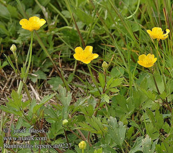 ranunculus repens aa9227