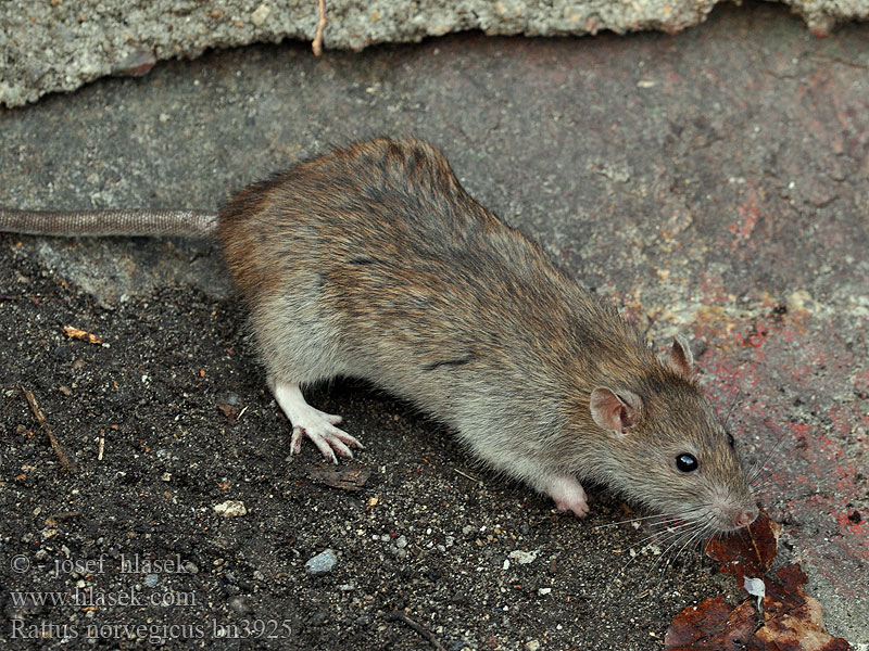 Rattus_norvegicus_bn3925