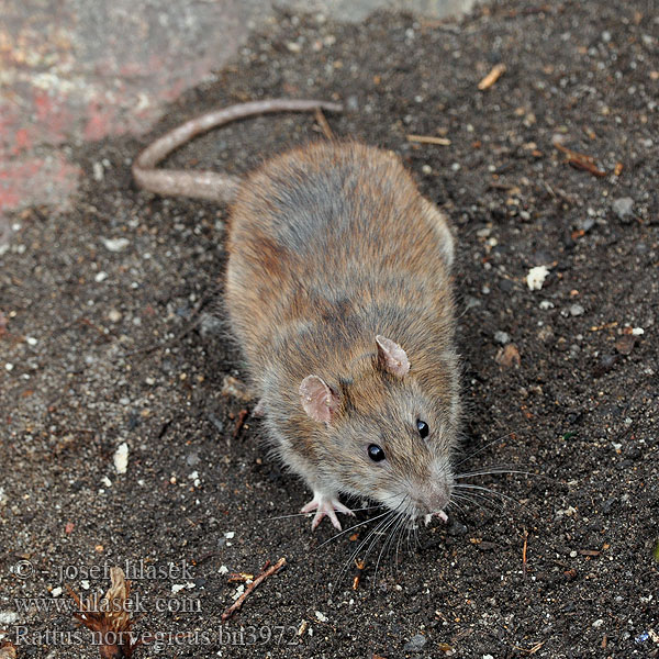 Smeđi štakor Tikus got Brúnrotta Pilkoji žiurkė 溝鼠¨