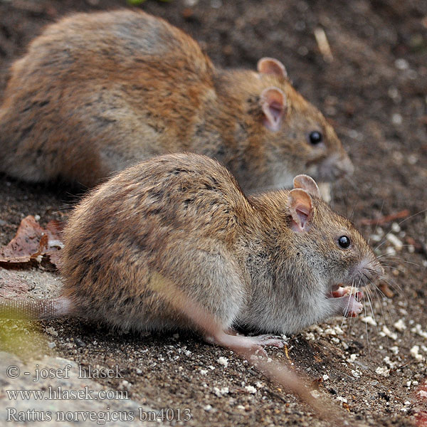Brown Rat surmulot Wanderratte Rata parda Krysa Potkan obecný