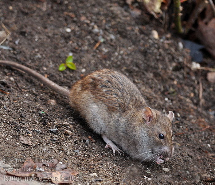 Wanderratte Rata parda Krysa Potkan obecný obyčajný