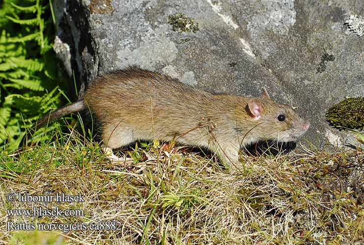 Rattus norvegicus Potkan obyčajný Ratto bruno Bruine Brune Rotte