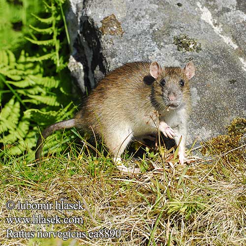 Rattus norvegicus Серая крыса пасюк рыжая