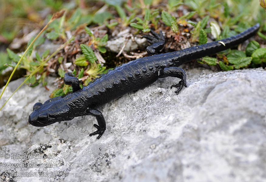 Alpen Salamander Alpine Salamander Salamandra nera Salamandre noire Alpensalamander