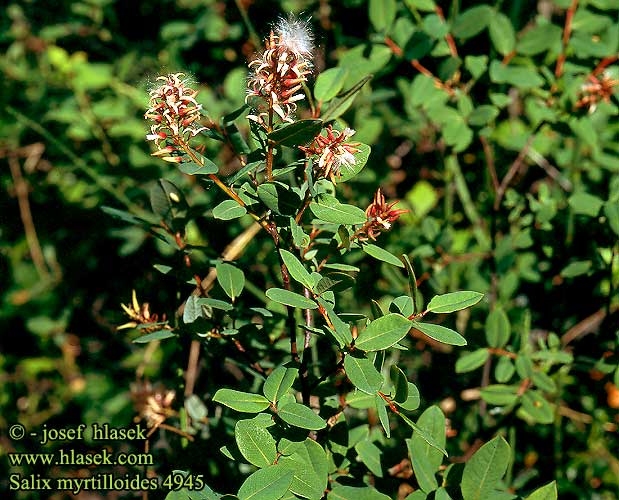 Salix myrtilloides 4945 FI: Juolukkapaju CZ: vrba borůvkolistá SE: Odonvide