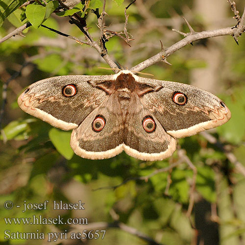 پر طاووس گلابی        Saturnia pyri