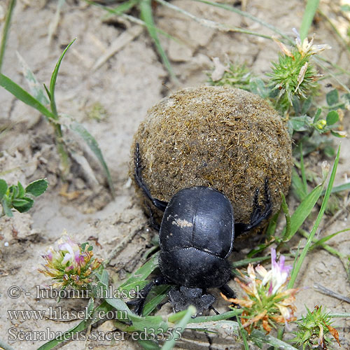 Scarabaeus sacer Vruboun posvátný Dung beetle Miskruier جعل Mistkäfer