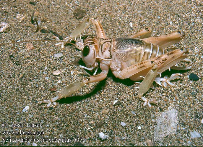 Schizodactylus  inexpectatus Endemic Sand Dune Cricket Endemik Kum Kriketi