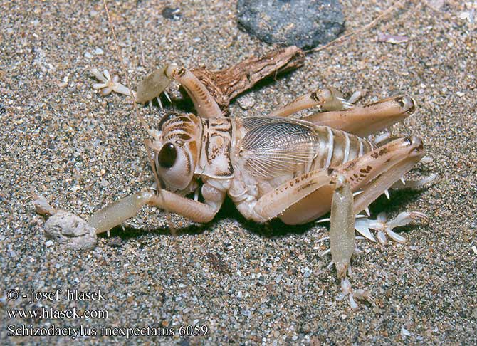 Endemic Sand Dune Cricket Endemik Kum Kriketi Schizodactylus  inexpectatus