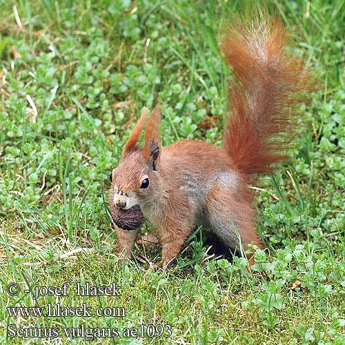 Eichhörnchen Wiewiórka ruda pospolita