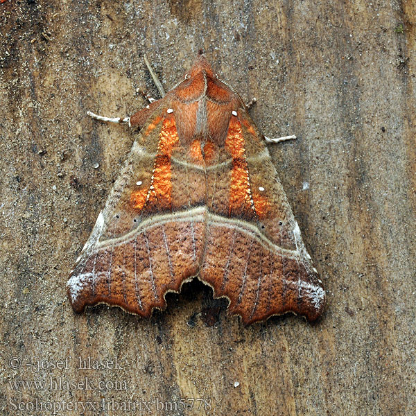 Flikfly Scoliopteryx libatrix Herald Moth Zackeneule Zimteule Szczerbówka ksieni Découpure Roesje