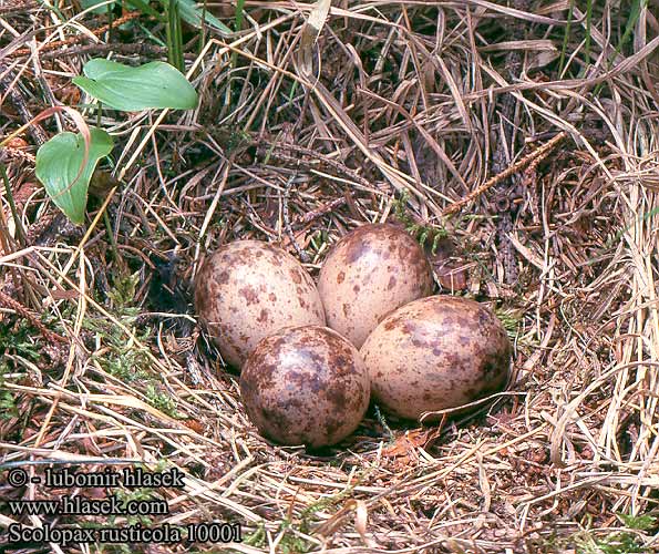 Scolopax rusticola Woodcock Waldschnepfe Bécasse des bois Chocha Perdiz Sluka lesní lesná Beccaccia Galinhola Becada Oilagor Skovsneppe Houtsnip Lehtokurppa Rugde Morkulla Вальдшнеп Słonka Erdei szalonka Becada Becada común Sloka 丘鷸 Вальдшнеп ヤマシギ دجاجة الأرض 멧도요 Μπεκάτσα Galinhola Вальдшнеп Çulluk חרטומן יערות