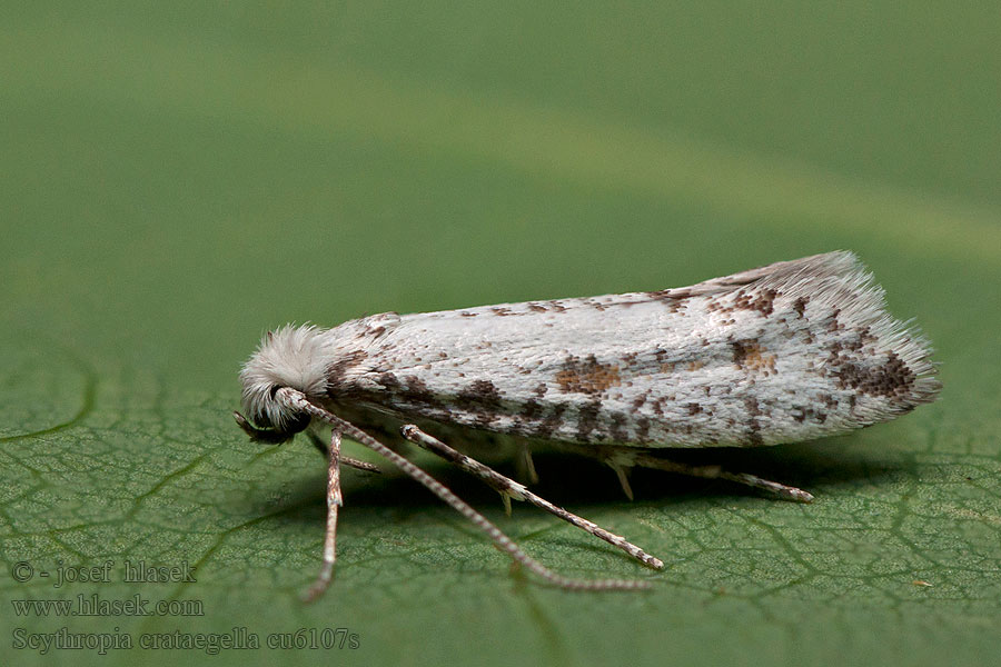 Scythropia crataegella Zápředníček trnkový Hawthorn Moth